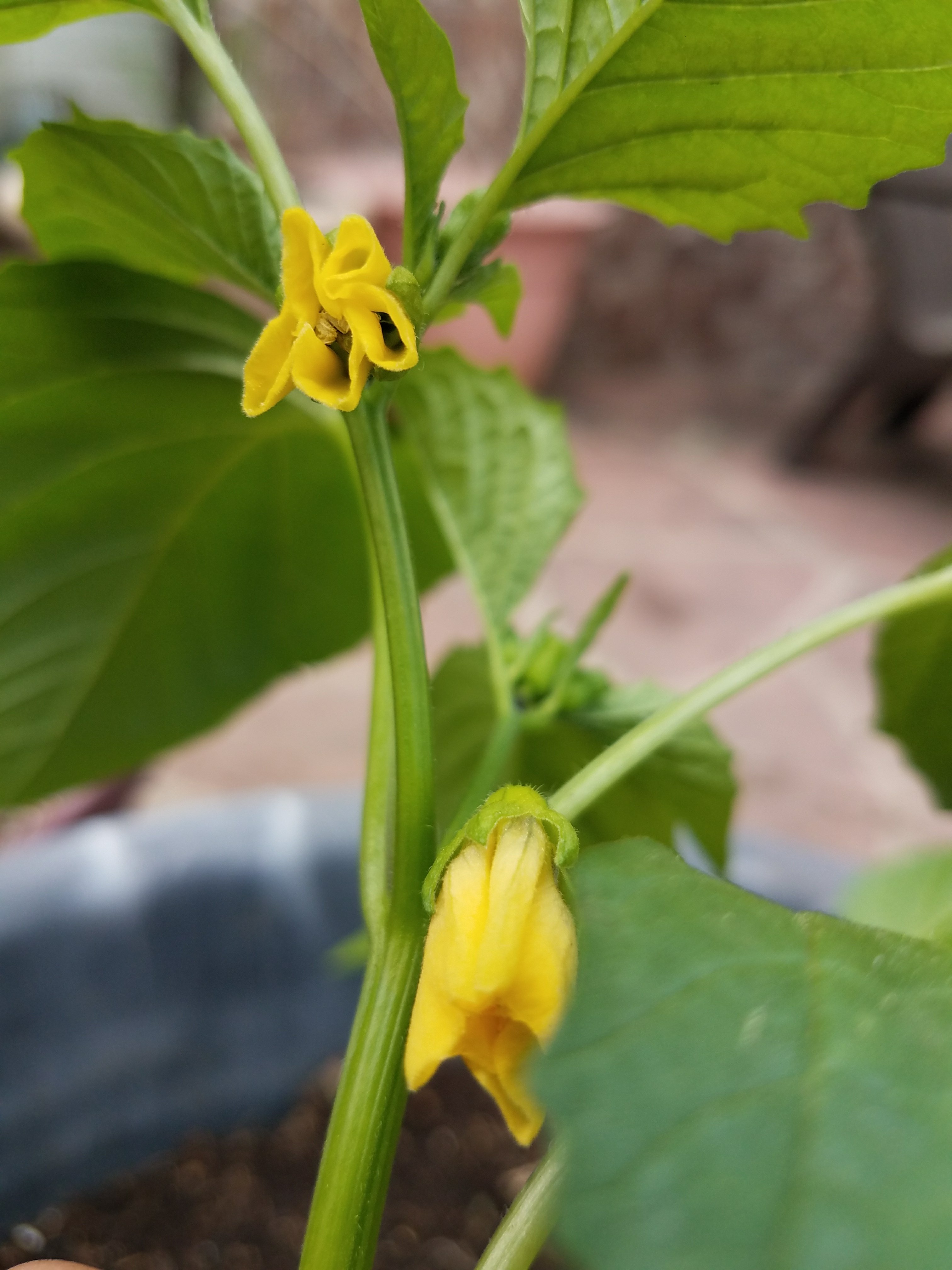 Flowers on a tomatillo plant